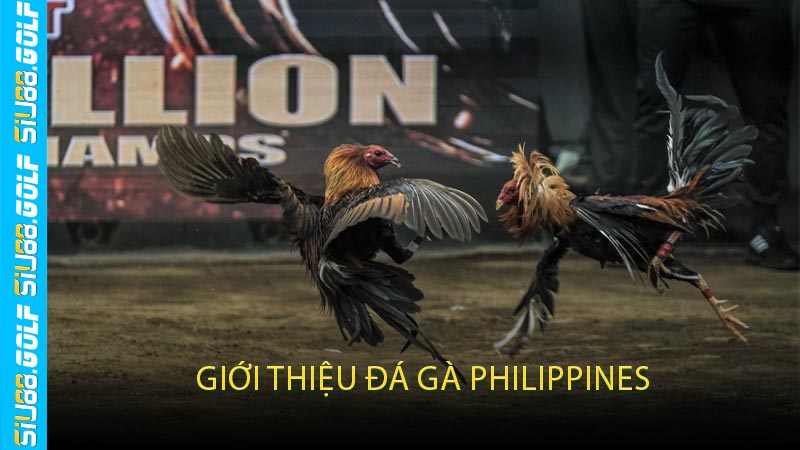 Giới Thiệu Đá Gà Philippines