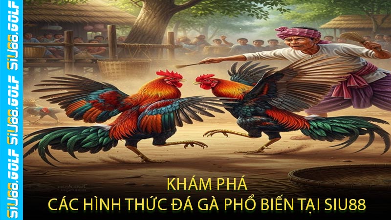 Khám Phá Các Hình Thức Đá Gà Phổ Biến Tại SIU88