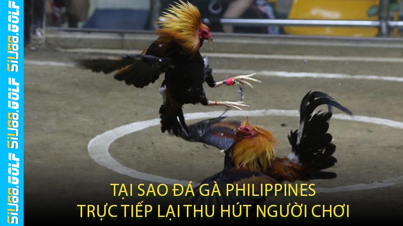 Tại Sao Đá Gà Philippines Trực Tiếp Lại Thu Hút Người Chơi